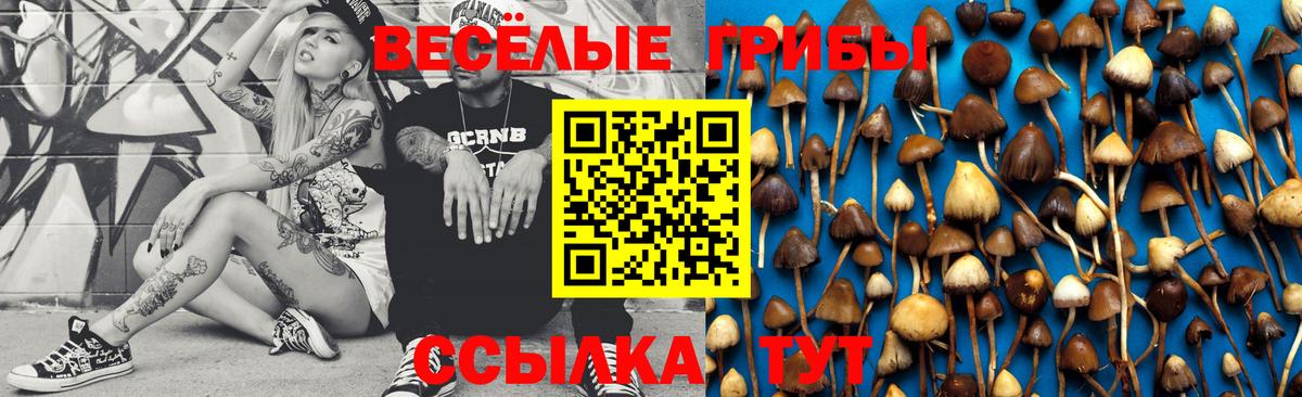 Псилоцибиновые грибы Psilocybe Мичуринск